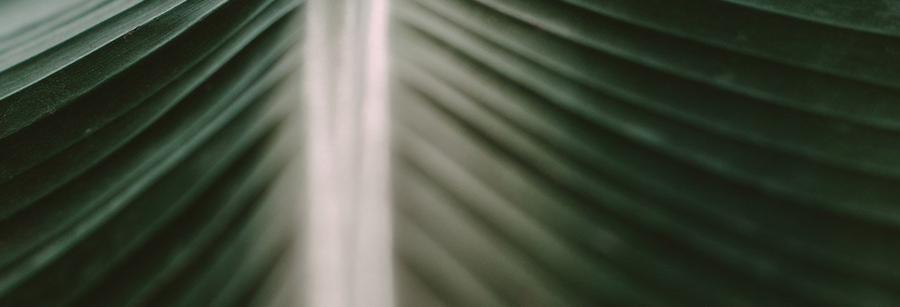 growing beside a stream